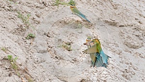 Blue-tailed Bee-eater (Merops philippinus)