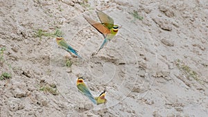 Blue-tailed Bee-eater (Merops philippinus)