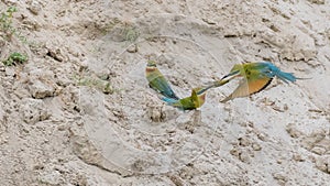 Blue-tailed Bee-eater (Merops philippinus)