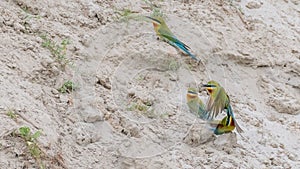 Blue-tailed Bee-eater (Merops philippinus)