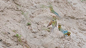 Blue-tailed Bee-eater (Merops philippinus)