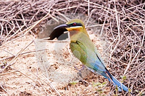 Blue-tailed bee-eater ( Merops philippinus )