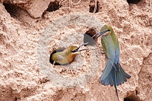 Blue-tailed bee-eater ( Merops philippinus )