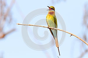 Blue-tailed bee-eater, merops philippinus