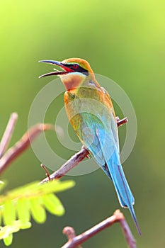 Blue-tailed bee-eater, merops philippinus