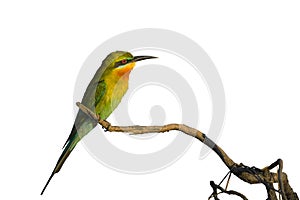 Blue-tailed bee-eater or Merops philippinus, beautiful bird islated perching on branch with white background.