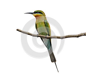 Blue-tailed bee-eater or Merops philippinus, beautiful bird isolated perching on branch.
