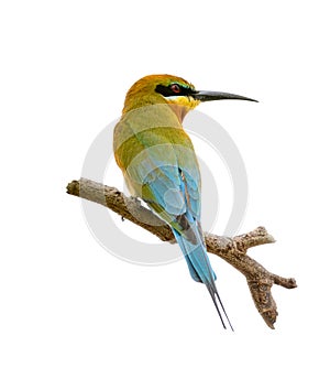 Blue-tailed bee-eater or Merops philippinus, beautiful bird isolated perching on branch and clipping path