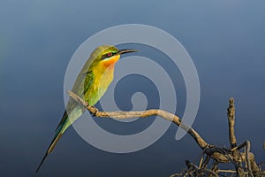 Blue-tailed bee-eater or Merops philippinus, beautiful bird perching on branch.