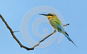 Blue-tailed bee-eater or Merops philippinus, beautiful bird perching on branch with blue sky.