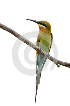 Blue-tailed bee-eater or Merops philippinus, beautiful bird perching on branch with white background.