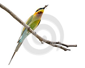 Blue-tailed bee-eater or Merops philippinus, beautiful bird perching on branch with white background.