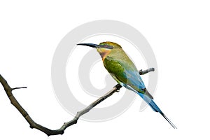 Blue-tailed bee-eater or Merops philippinus, beautiful bird perching on branch with white background, Thailand. clipping path