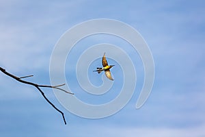 Blue-tailed Bee-eater Merops philippinus bird