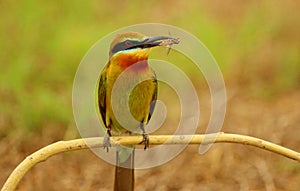 Blue tailed bee eater, Merops philippinus, Naguvana Halli, Karnataka, India