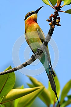 Blue-tailed Bee-eater Merops philippinus perching on twig, green and blue background, near to Yala National Park, Sri Lanka. Beaut