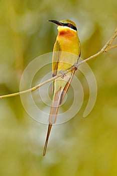 Blue-tailed Bee-eater Merops philippinus perching on twig, green and blue background, near to Yala National Park, Sri Lanka. Beaut