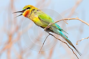 Blue-tailed bee-eater, merops philippinus photo