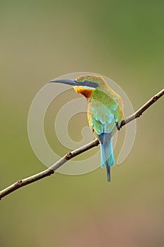 The blue-tailed bee-eater Merops philippinus sitting on the branch. A large green Asian bee-eater sitting on a thin branch with