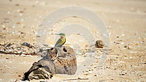 Blue-tailed Bee-eater (Merops philippinus). Sri Lanka