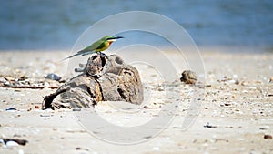 Blue-tailed Bee-eater (Merops philippinus). Sri Lanka