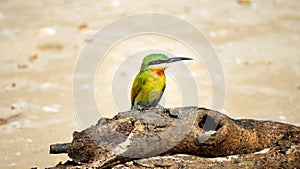 Blue-tailed Bee-eater (Merops philippinus). Sri Lanka