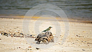 Blue-tailed Bee-eater (Merops philippinus). Sri Lanka