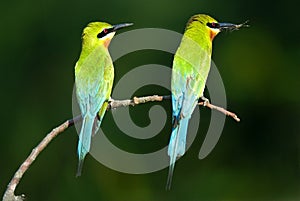 Blue-tailed bee-eater pair