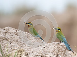 Blue tailed bee eater