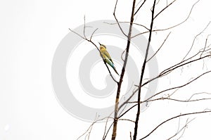 Blue-tailed bee eater perched on one tree