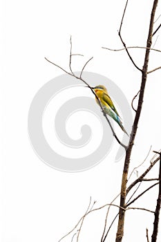 Blue-tailed bee eater perched on one tree