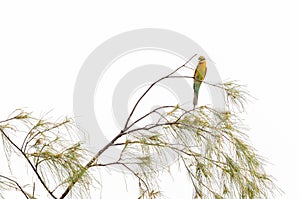 Blue-tailed bee eater perched on one tree