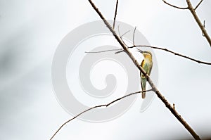 Blue-tailed bee eater perched on the tree