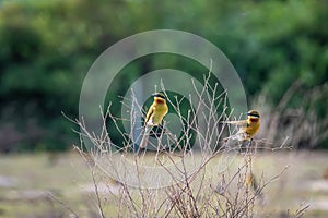 Blue tailed Bee eater perched on tree branch