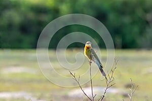 Blue tailed Bee eater perched on tree branch