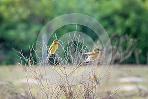 Blue tailed Bee eater perched on tree branch