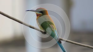 Blue-tailed bee-eater perched on wire