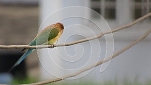 Blue-tailed bee-eater perched on wire