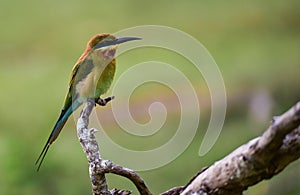 Blue-tailed bee-eater