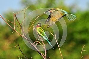 Blue-tailed bee-eater2