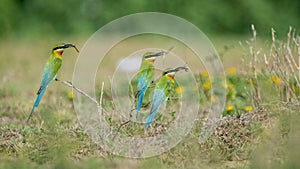 Blue Tailed Bee Eaters carrying food for their chicks