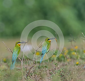 Blue Tailed Bee Eaters carrying food for their chicks
