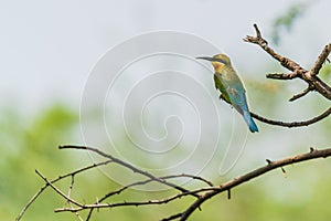Blue Tailed Bee-eaters