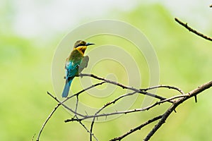 Blue Tailed Bee-eaters