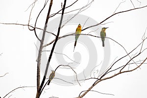 Blue-tailed bee eaters perched on one tree
