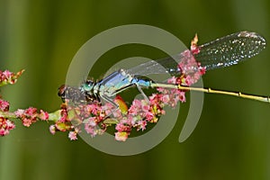 Blue-tailed damselfly photo