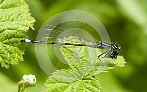 Blue Tailed Damselfly photo