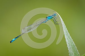 Blue-tailed Damselfly