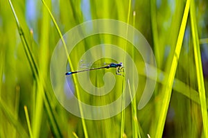 The blue-tailed damselfly (Ischnura elegans)