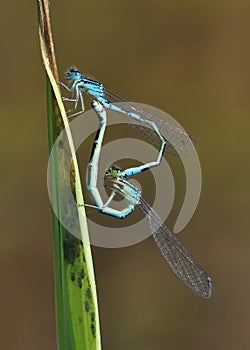 Blue-tailed Damselfly - Ischnura elegans or Agrion rubens or lamellata,  is a damselfly, belonging to the family Coenagrionidae,